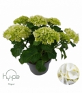 Hydrangea