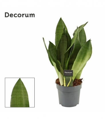 Sansevieria