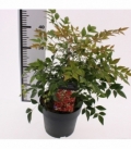Nandina