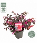 Loropetalum