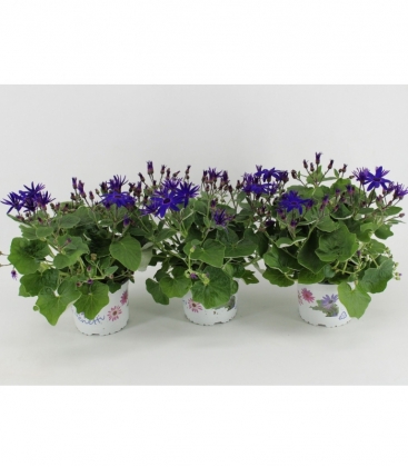 Cineraria