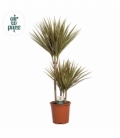 Dracaena