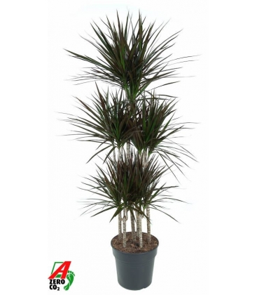 Dracaena