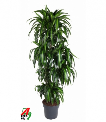 Dracaena