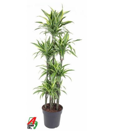 Dracaena