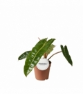 Philodendron