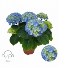 Hydrangea