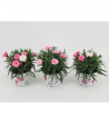 Dianthus