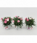 Dianthus