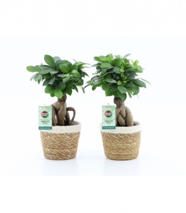 Ficus