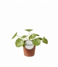 Pilea