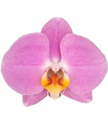 Phalaenopsis