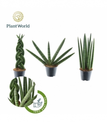 Sansevieria