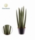 Sansevieria