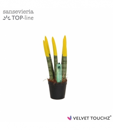 Sansevieria