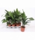 Aspidistra