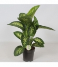 Dieffenbachia