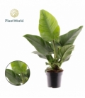 Philodendron
