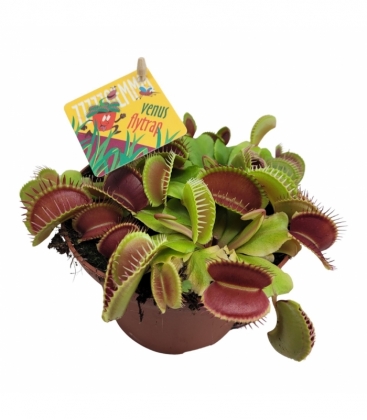 Dionaea