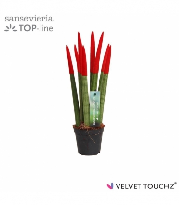 Sansevieria