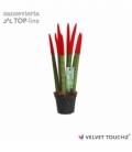 Sansevieria