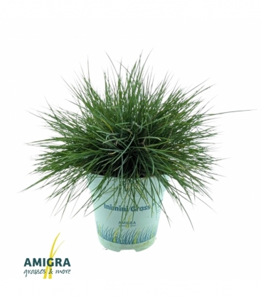 Festuca