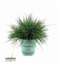 Festuca