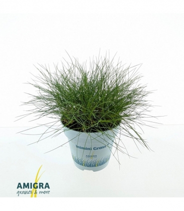Festuca