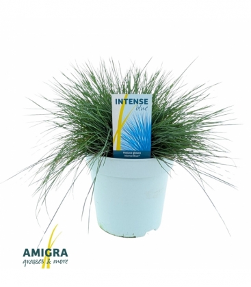 Festuca