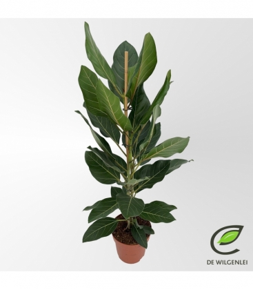 Ficus