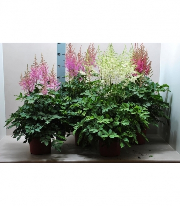 Astilbe