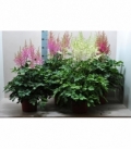 Astilbe