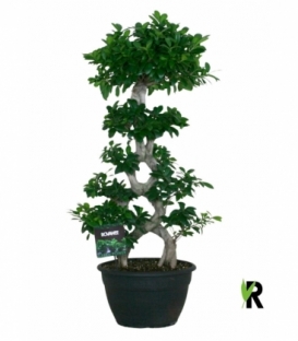Ficus