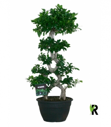 Ficus