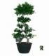 Ficus