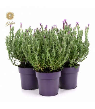 Lavandula