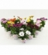 Osteospermum