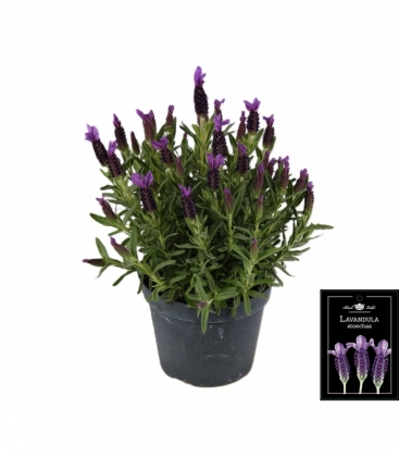 Lavandula