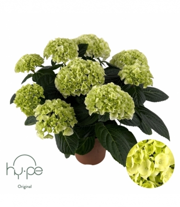 Hydrangea