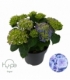 Hydrangea