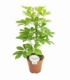 Schefflera