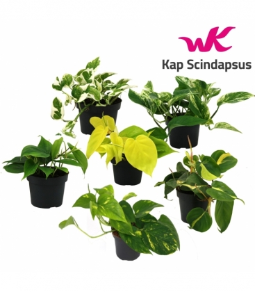 Scindapsus