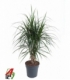Dracaena