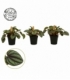Peperomia