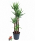 Yucca