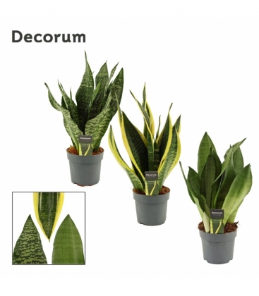 Sansevieria