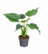 Alocasia