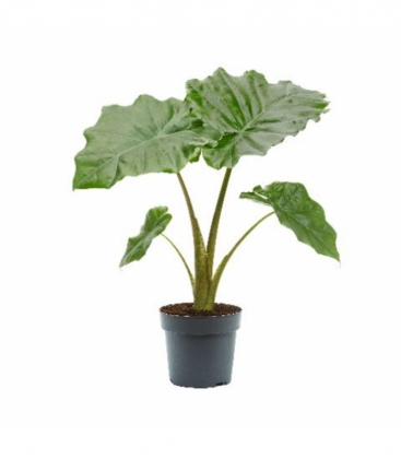 Alocasia