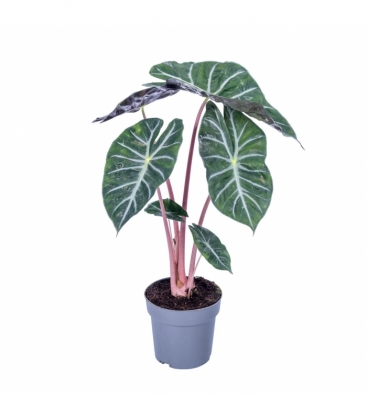 Alocasia