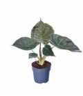 Alocasia